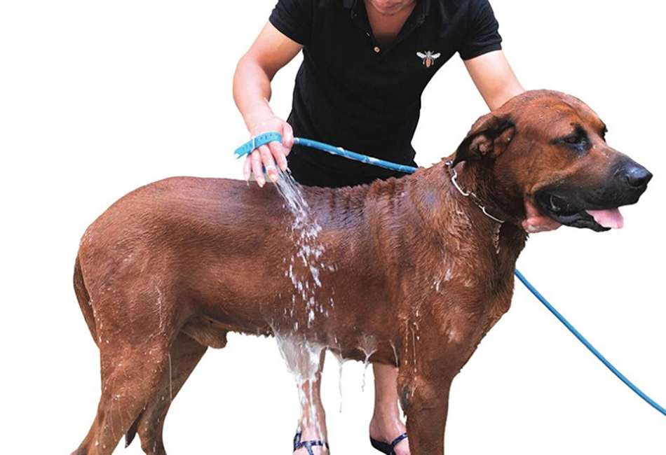 ฝักบัวอาบน้ำและแปรงขัดตัวทำความสะอาดสัตว์เลี้ยง Petsuka 2in1